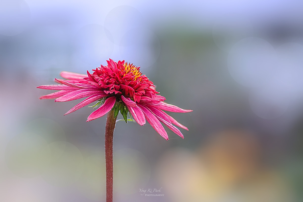 131_6482-85-st-s-Summer 2024-23.jpg