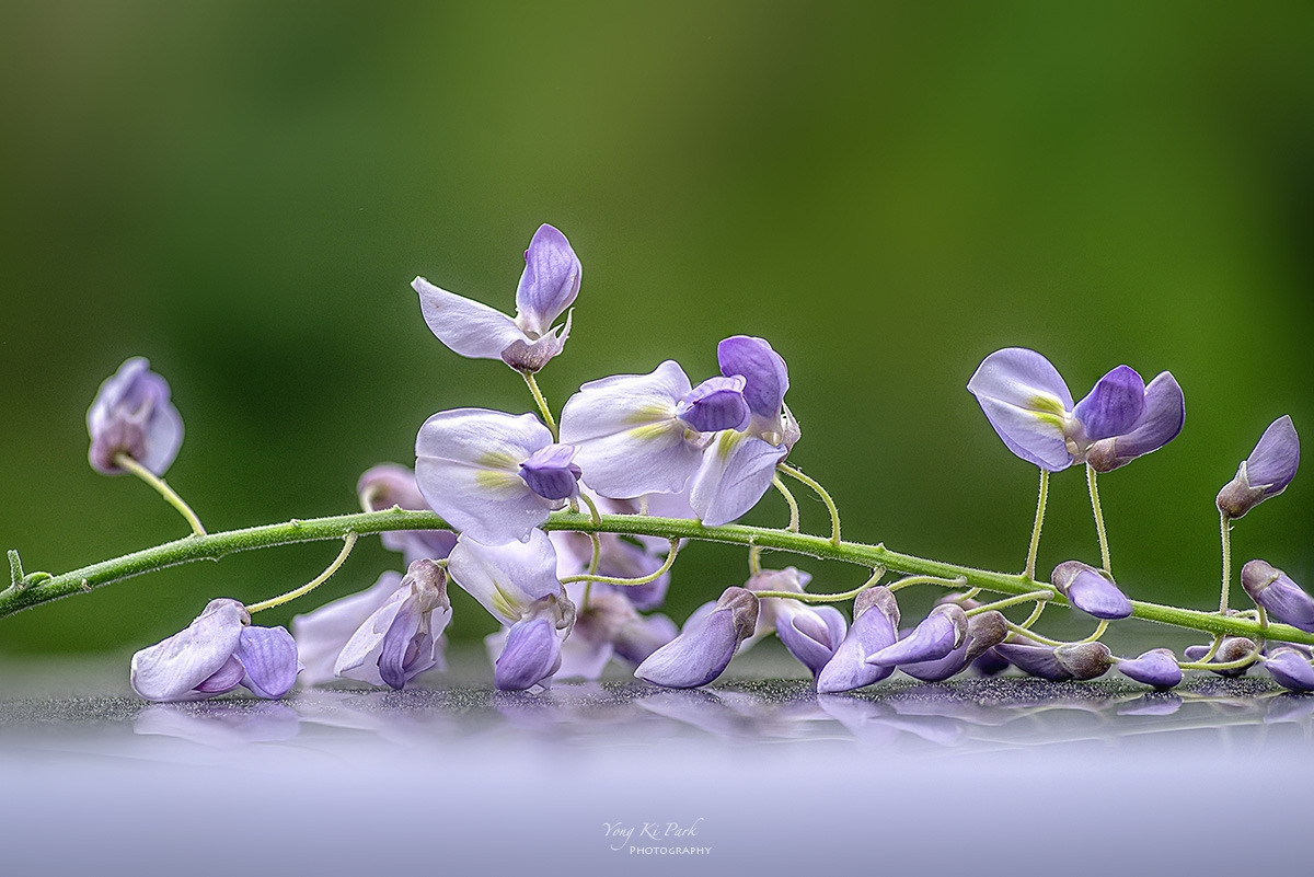 130_0218-23-st-s-Spring dream-2024-8.jpg