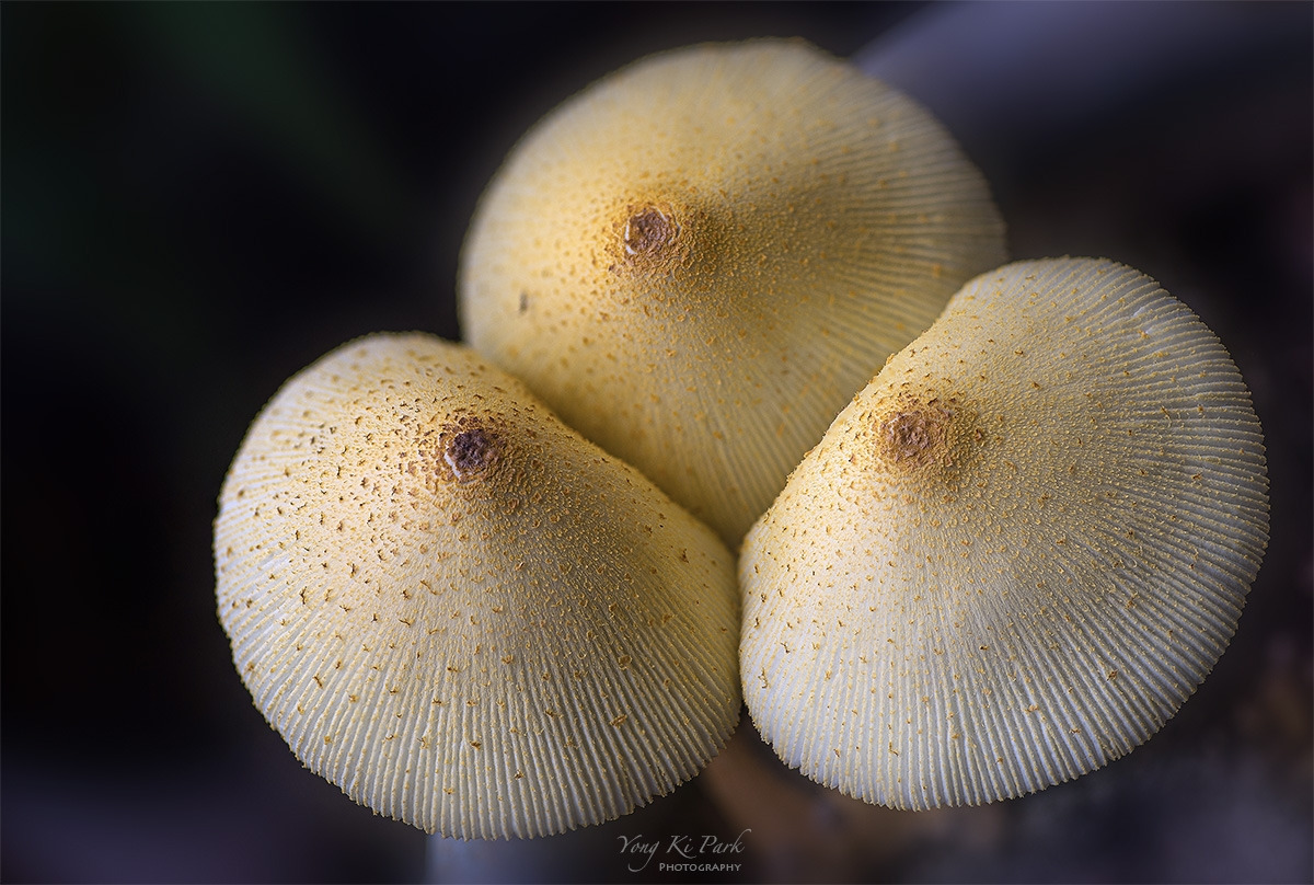 121_7965-70-st-s-Made in nature-19.jpg