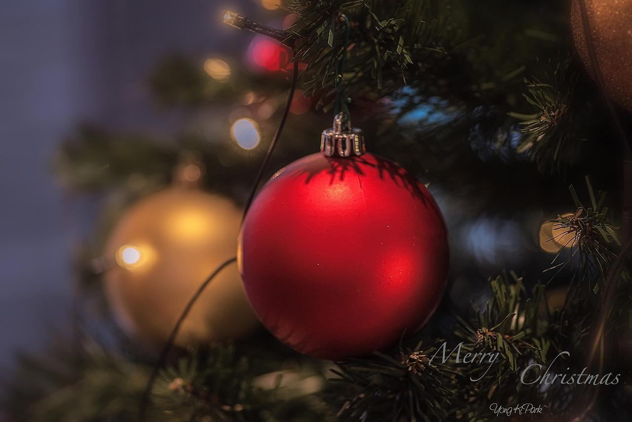 118_2601-The reds in December-8.jpg