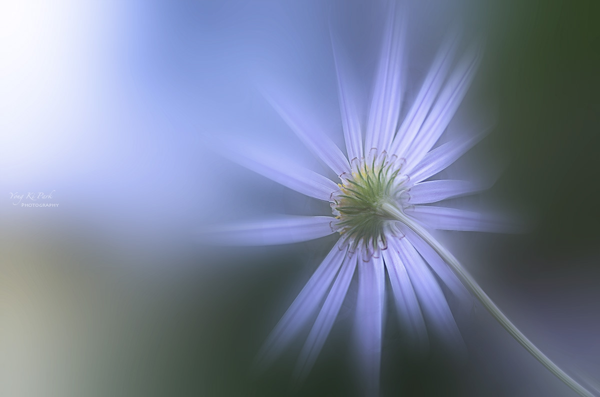 137_3736-38-st-c-m-s-Autumnal lyricism-2.jpg