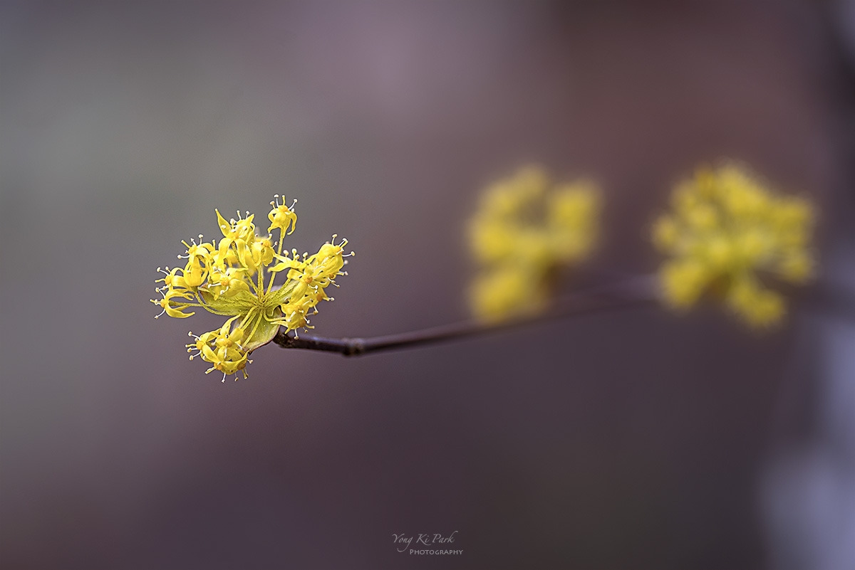 128_8954-57-st-s-Bom bom(spring spring)-2024-1-2.jpg