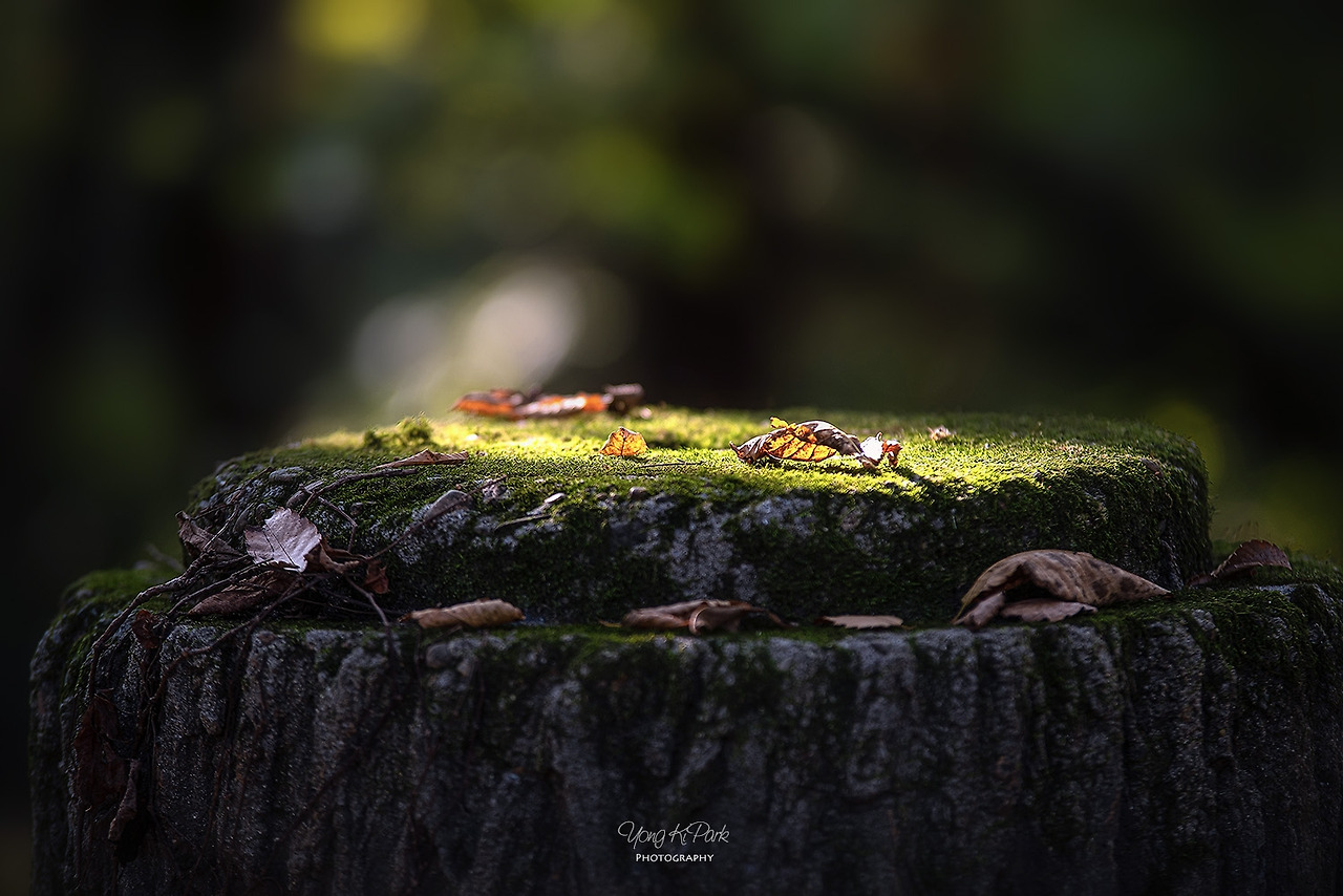 118_0351-s-Poetic autumn-2.jpg