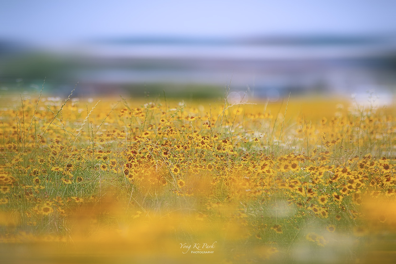 119_2602-m-s-Poetic summer-10.jpg