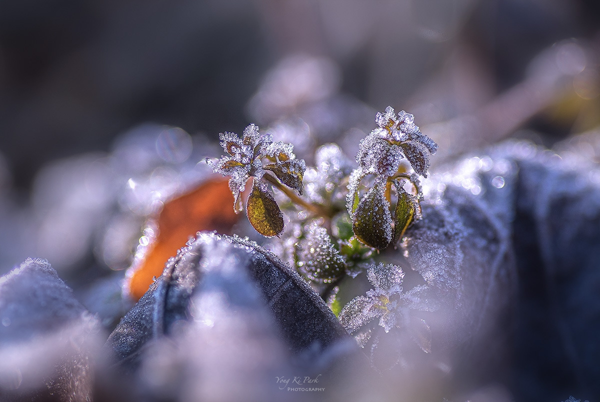 123_8914-19-st-s-Winter life-8.jpg