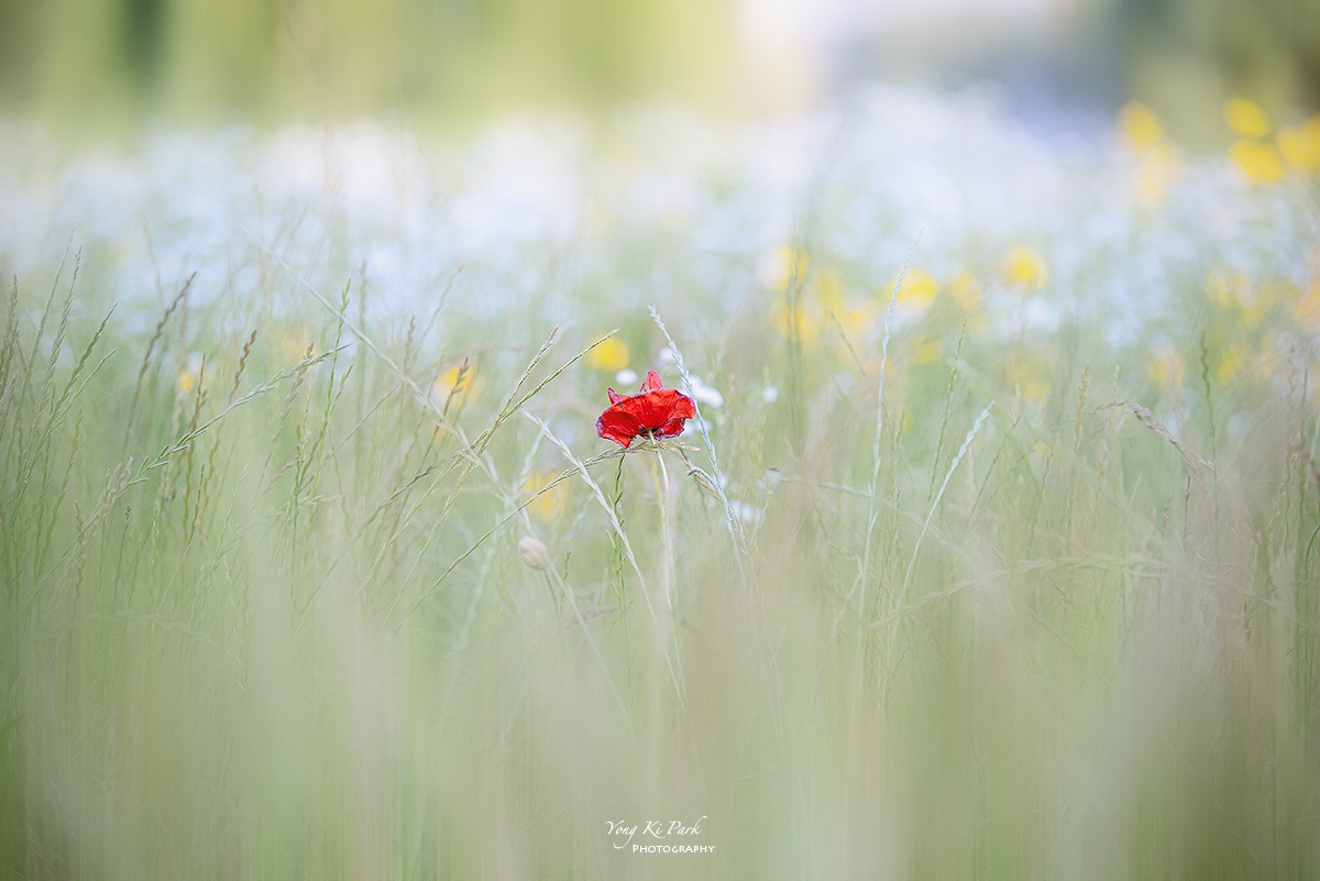 125_0206-F-m-s-The field of June-3.jpg