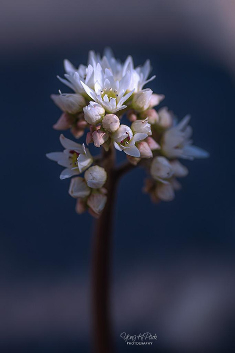 116_6247-s-Spring is there-19.jpg