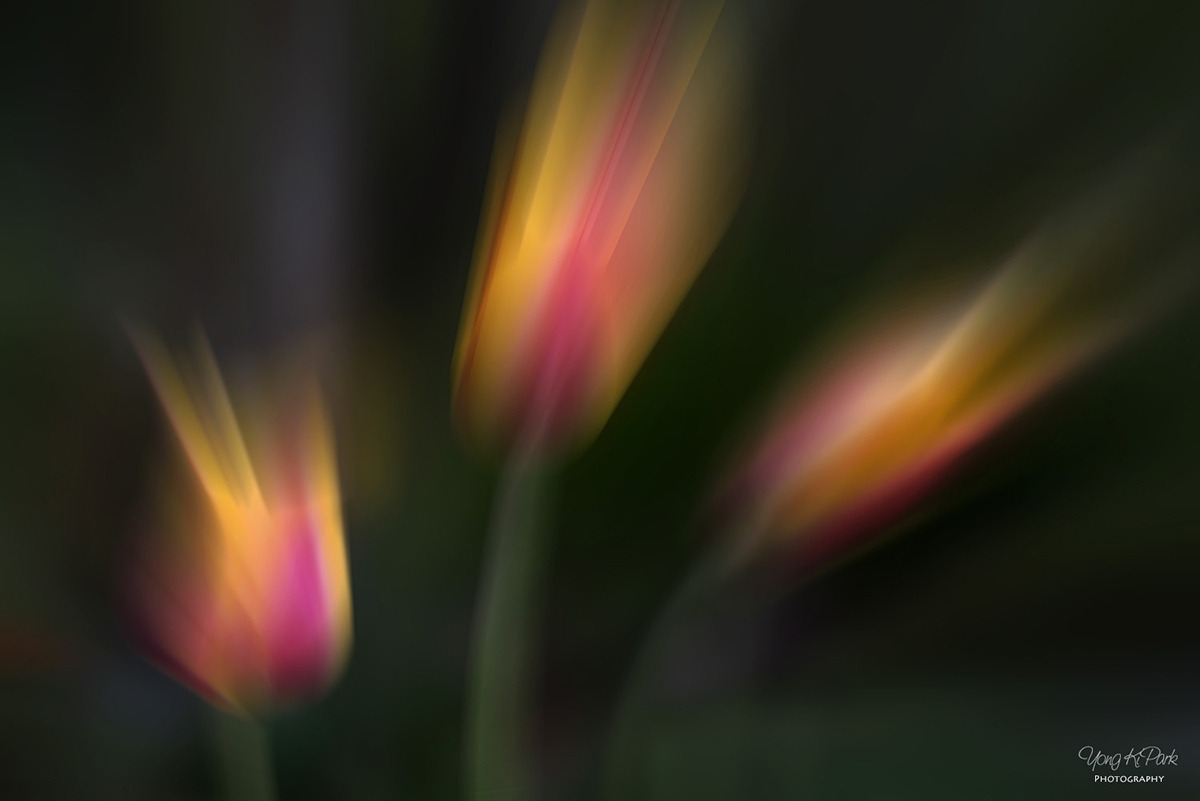 113_6159-m-s-AF-The tulips 2019-3(2019).jpg