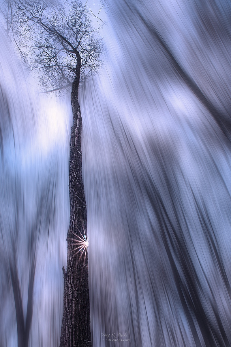 104_8825-2024보정-m-s-Winter trees-1-2.jpg