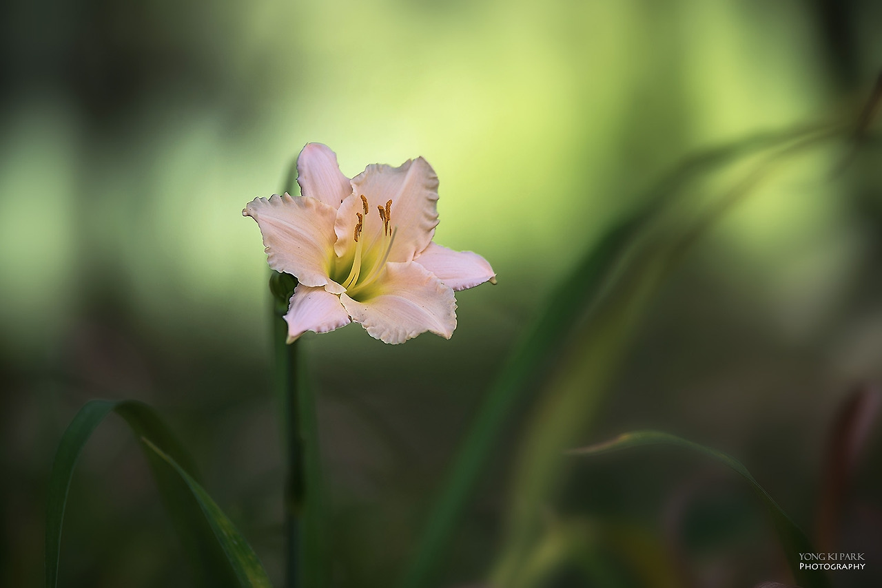 111_3962-s-Flowers surviving in hot summer-8.jpg
