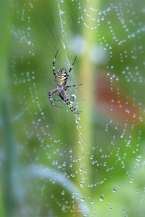 119_4783_81-st-s-The summer in Muju-4-5.jpg