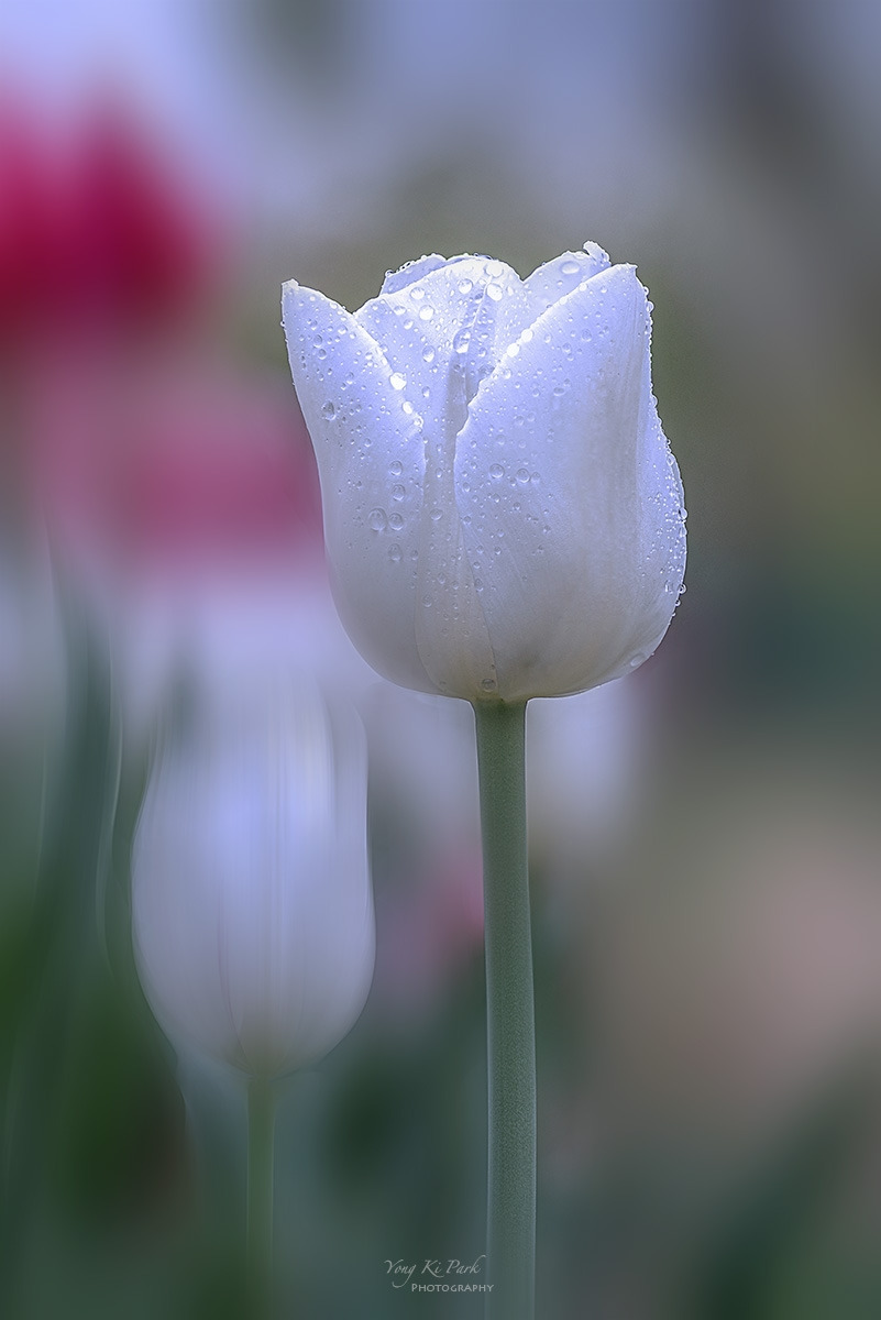 129_7736-43-st-m-s-Tulip 2024-3.jpg