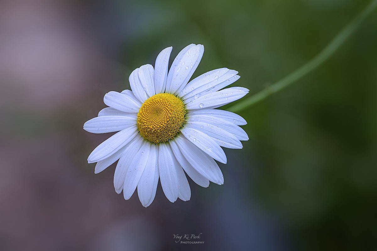 125_5530-35-st-s-Last spring-2023-5.jpg