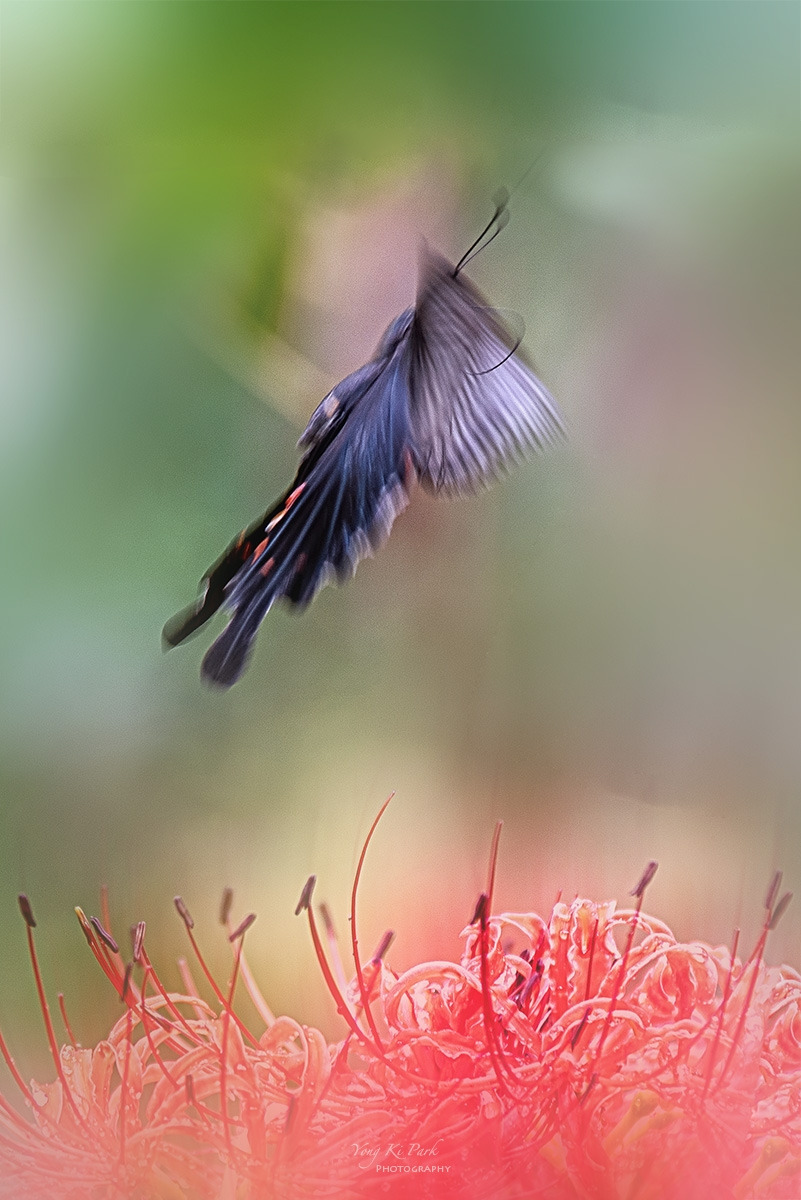 127_1103-F-m-2-s-Red spider lily-3.jpg