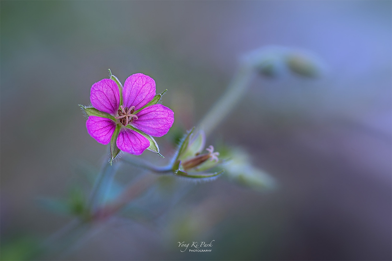 119_4849_50-st-s-The summer in Muju-5-5.jpg