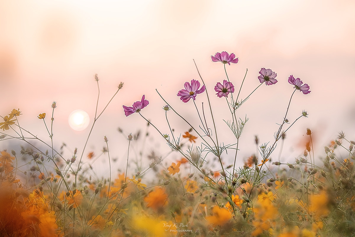 127_7076-HDR-F-s-Touch of autumn-16.jpg