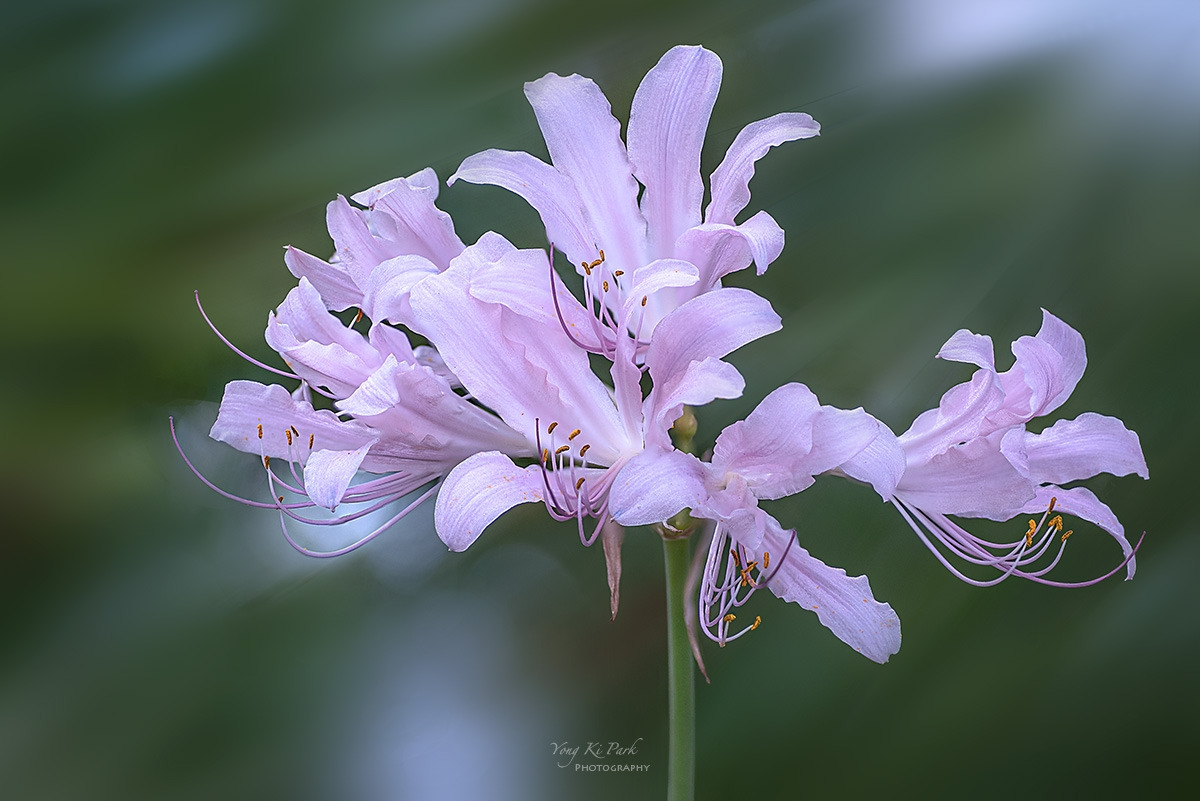 137_1524-29-st-s-Where the Seasons Meet-1.jpg