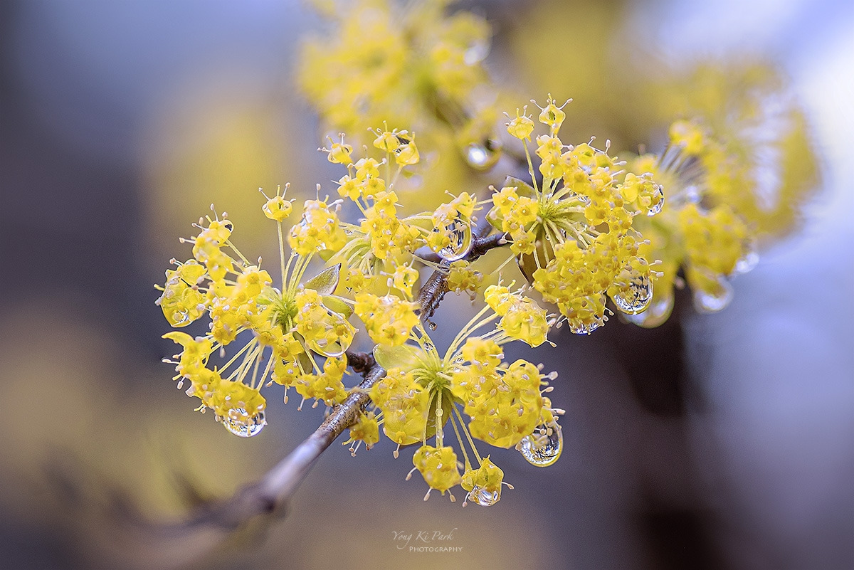 124_8574-84-st-c-s-When it rains in spring-5.jpg