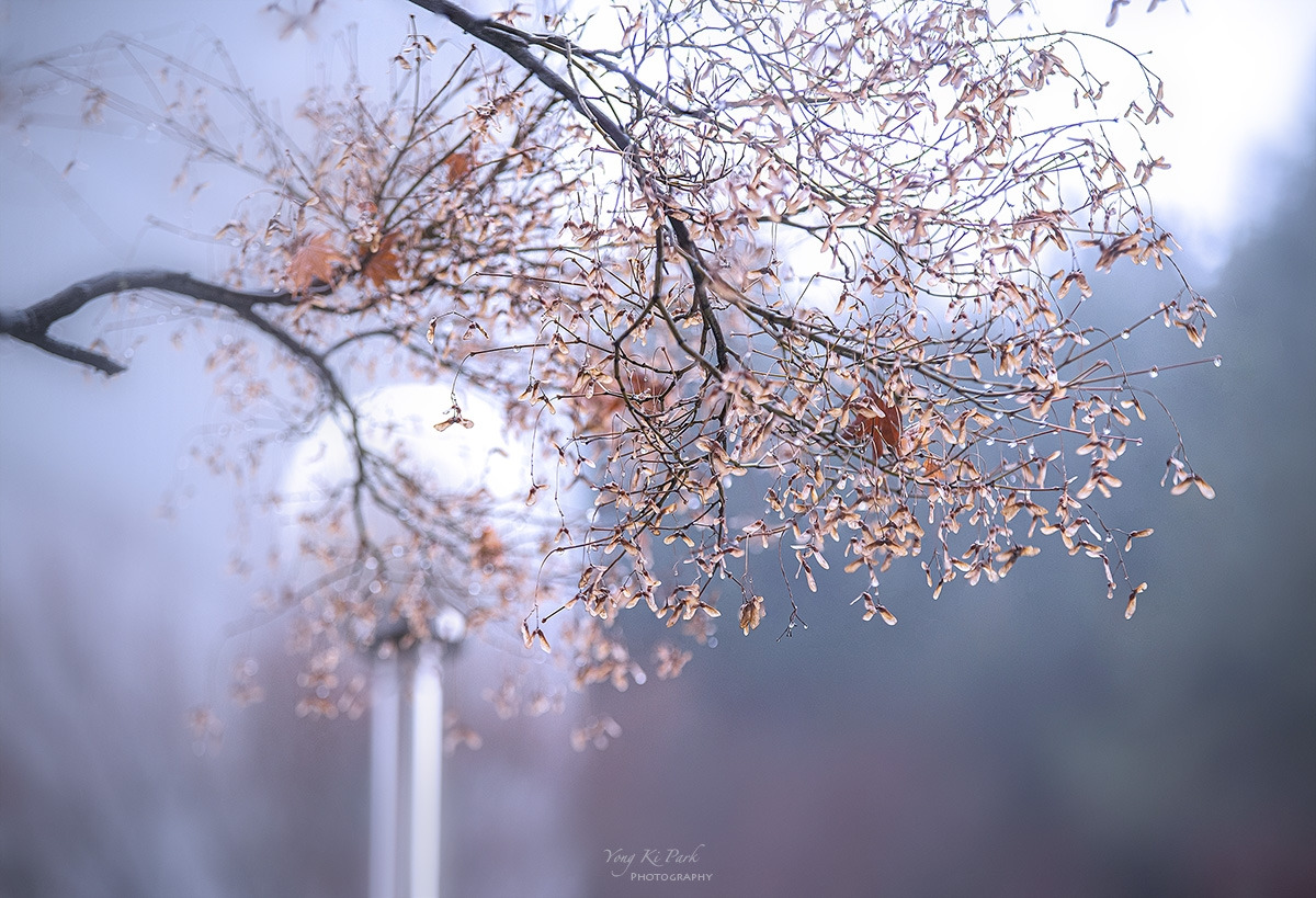 123_7969-71-st-s-Winter rain-6.jpg