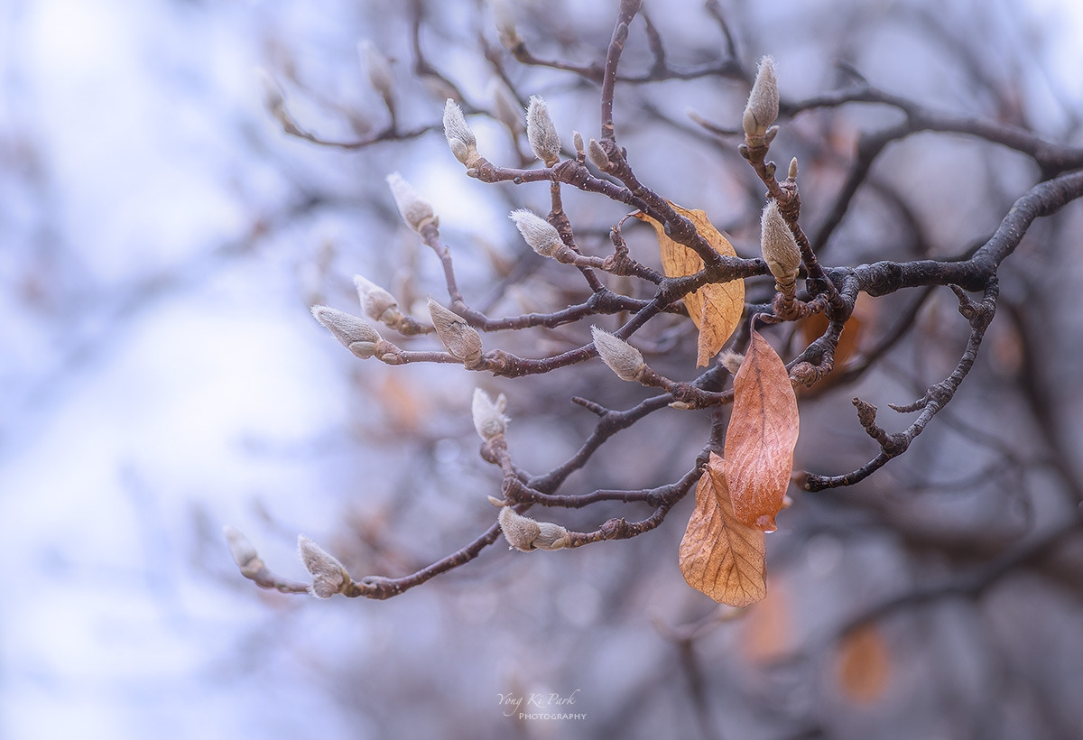 123_6846-50-st-s-Dreaming flowers-10.jpg