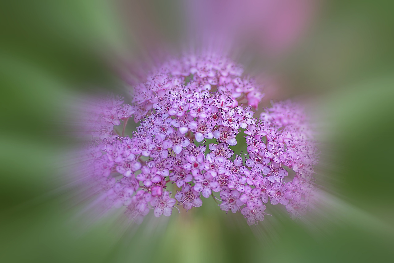 121_5187_88-st-m-5L-Summer garden-3.jpg