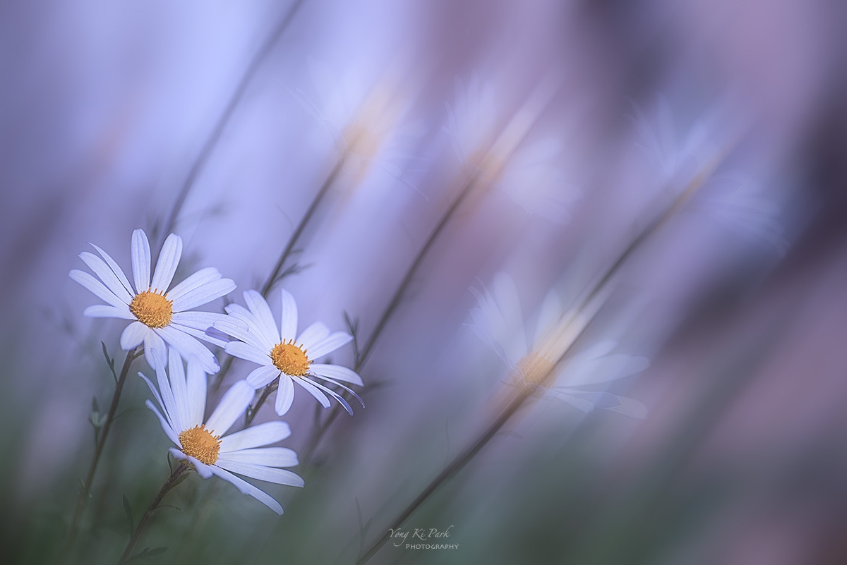 127_2589_93-st-m-s-Autumn garden-12-2.jpg