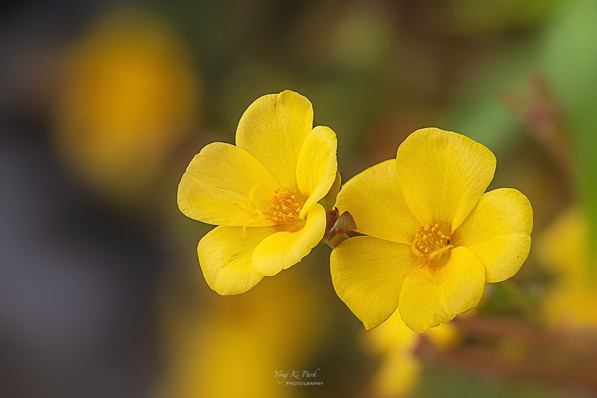 126_9851-57-st-s-When autumn knocks on the door 2023-7.jpg