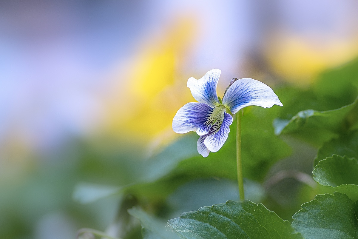 125_1028-34-st-s-The spring there-2023-5.jpg