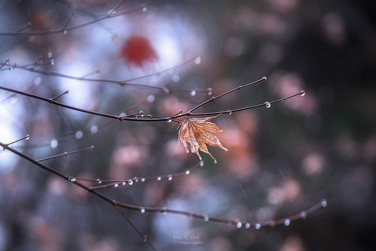 123_7955-F-s-Winter rain-5.jpg