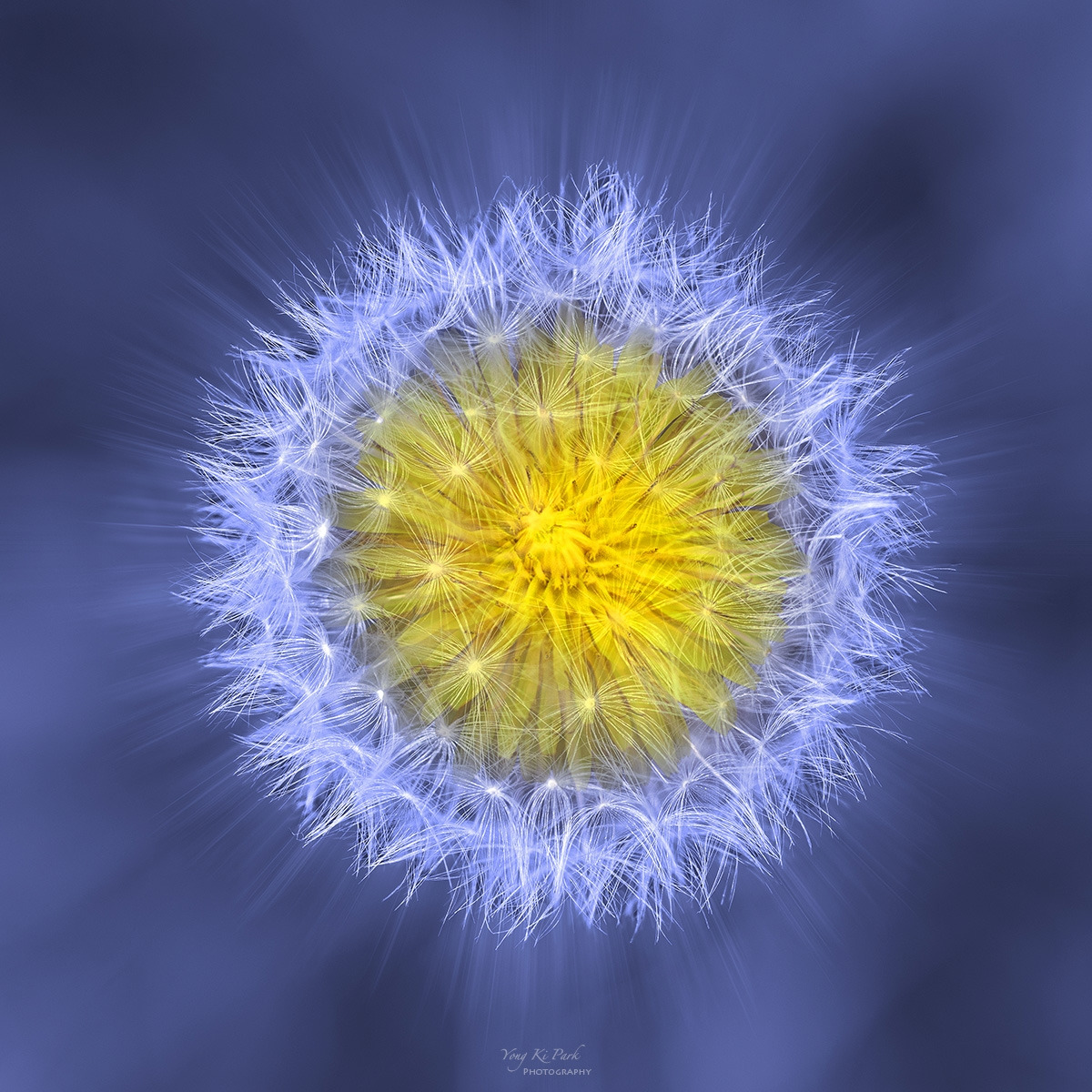 129_2031-35-st-c-m-s-Floral abstract-spring 2024-4.jpg