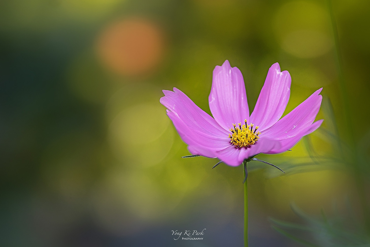 119_6872-2-s-A sketchbook  of early autumn-11.jpg