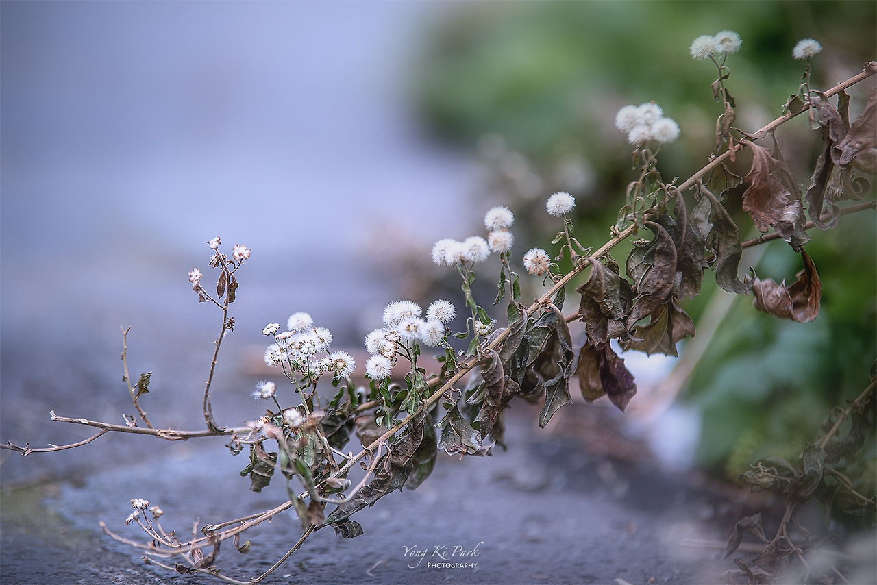 120_4746-sWinter garden-7.jpg