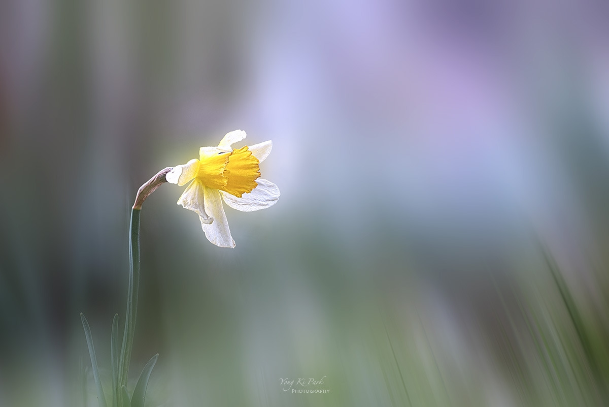 129_4230-34-st-m-s-Floral abstract-spring 2024-6.jpg