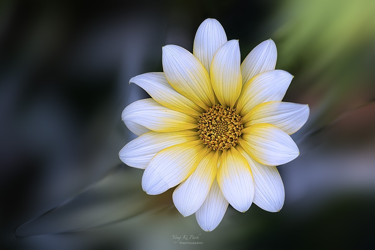 130_8133-38-st-m-s-A garden walk-2024-17.jpg