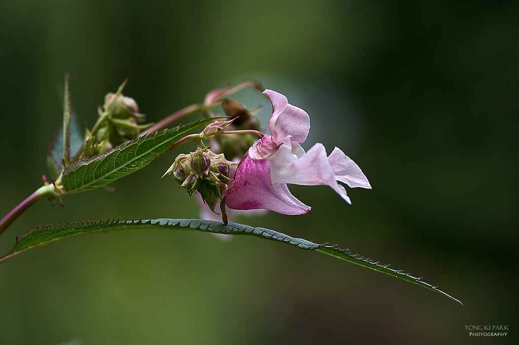 306_5440-s-In the garden of Monet-6-Immpatiens textori.jpg