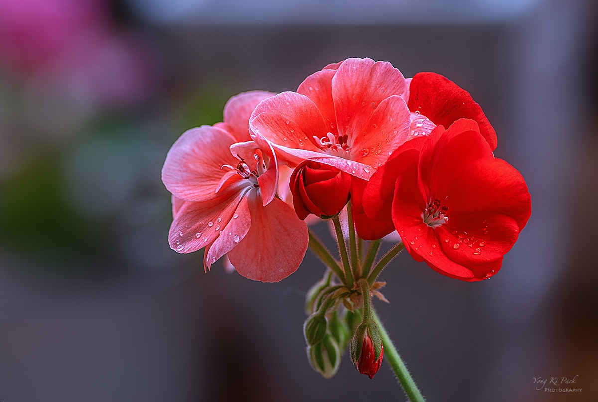 128_0814-24-st-s-Blooming 2024 with flowers-1.jpg