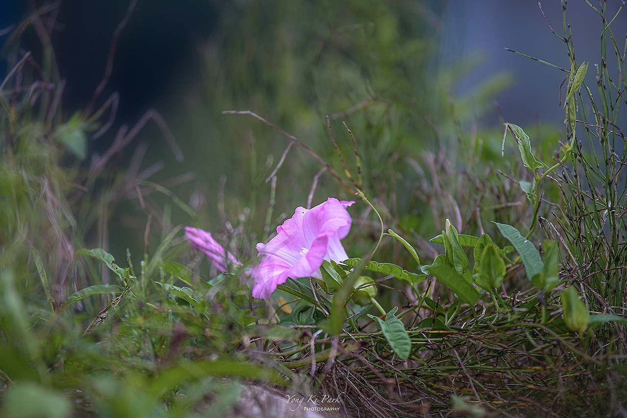 119_4812-s-The summer in Muju-5-2.jpg