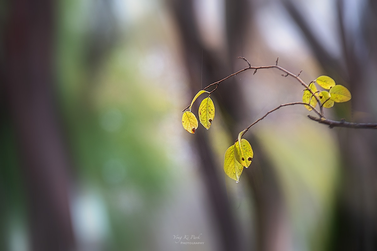 127_8351-F-c-m-s-When it rains in autumn-3.jpg