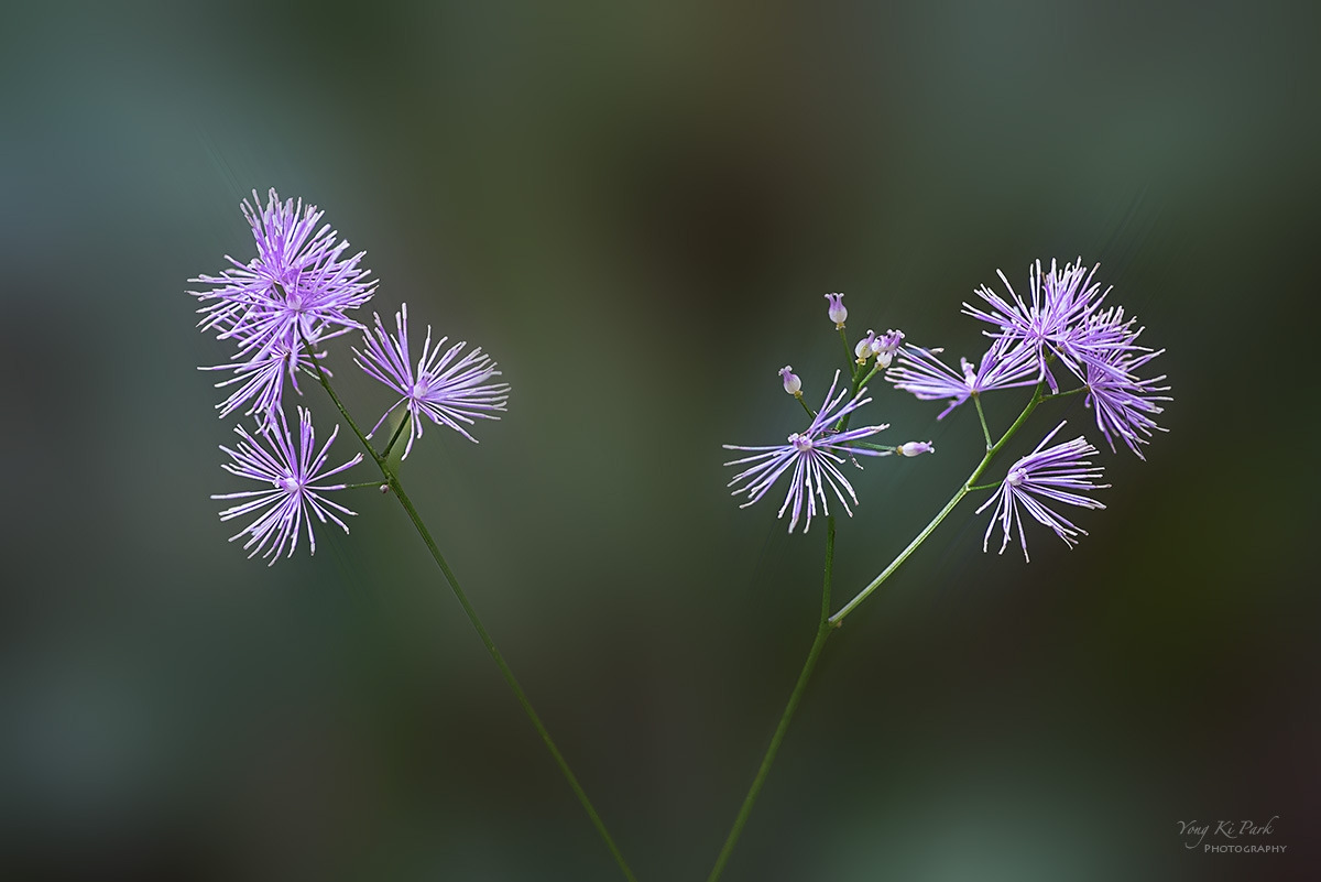 137_3971-74-st-s-Autumnal lyricism-4.jpg