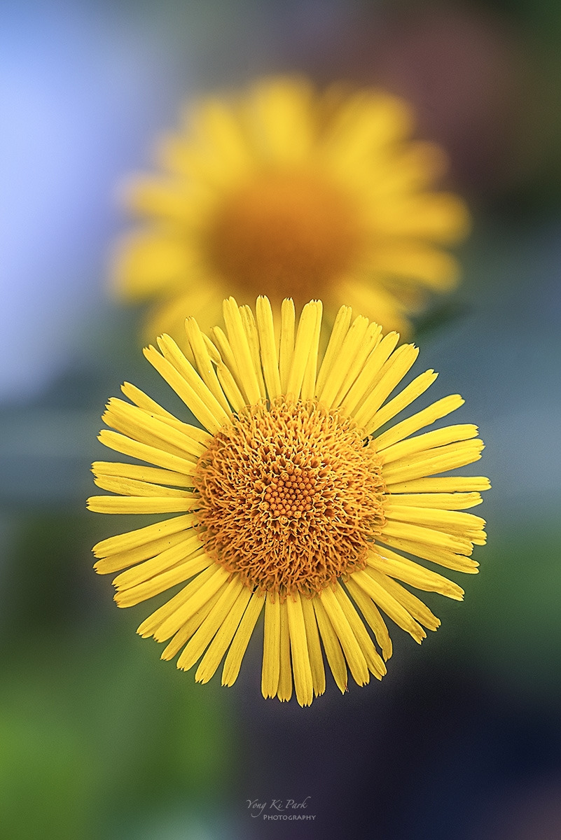 127_2955-57-st-s-Autumn garden-15.jpg