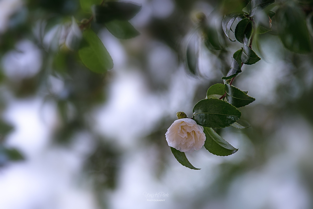 118_2423-s-November of Jeju Island-5-1.jpg