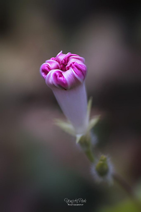 111_9811-s-Scent of life in October-4.jpg