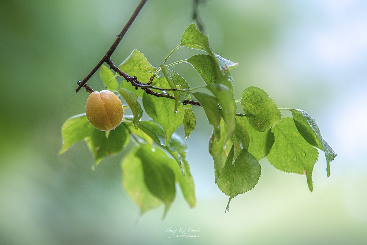 121_7528-s-Summer garden-14.jpg