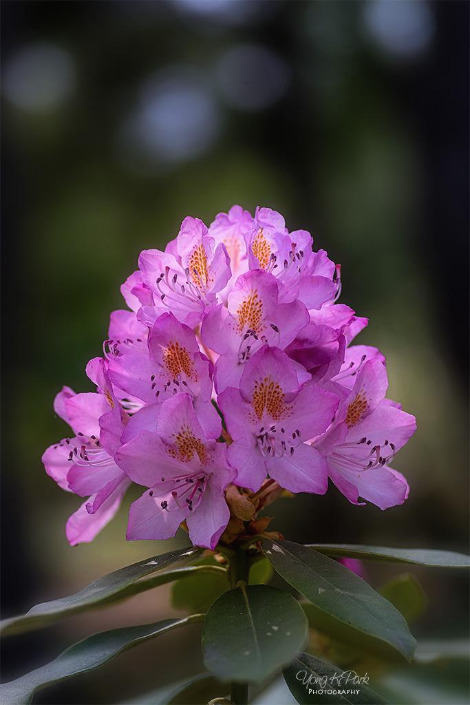 117_2384-88-st-s-Garden of June-3.jpg