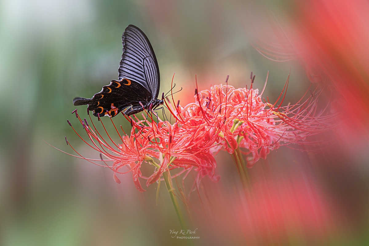 127_1102-F-m-s-Red spider lily-2.jpg