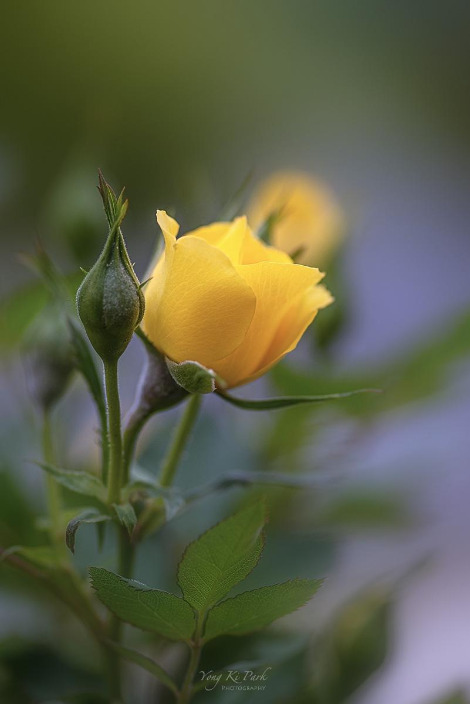 121_2508-s-So spring has come and is going-21.jpg