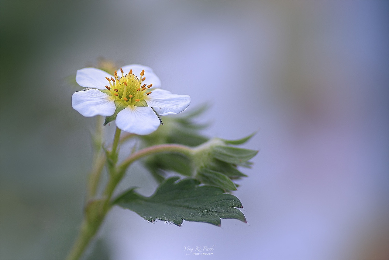 120_8106-s-It's spring-15.jpg