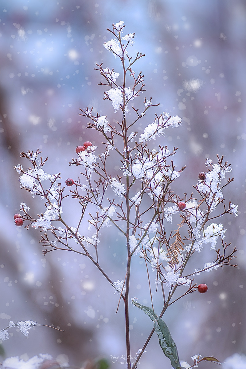 128_3208-3213-st-s-Winter morning-16.jpg