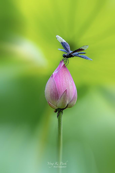 119_3915-c-m-s-Poetic summer-30.jpg