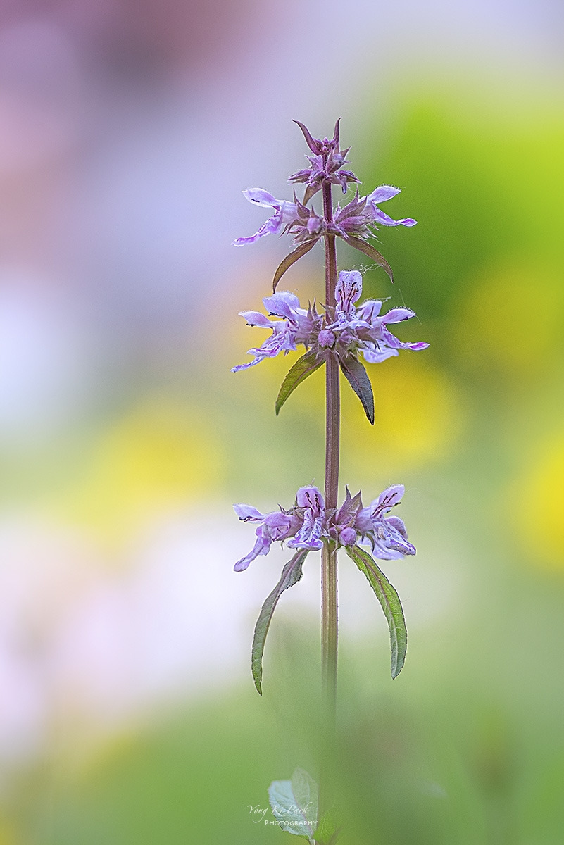 126_0527-32-st-s-A walk in the garden-28.jpg